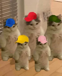 The cat squads