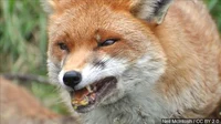 Rabid Fox