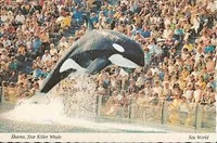 Shamu seaworld