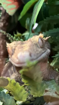 a crested gecko 