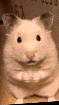 Goofy Hamster