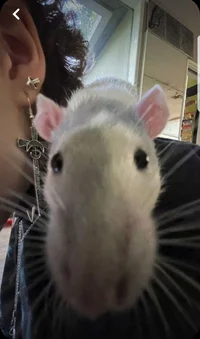 Rat