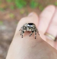 Spider on your hand