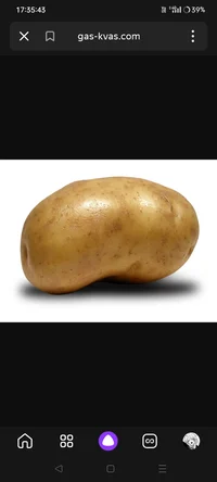 Potato