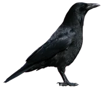 my crow
