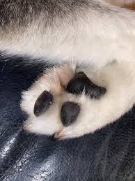 Dog paws tf 
