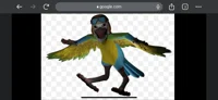 Evil Mollie macaw