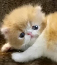 Bratty Cat