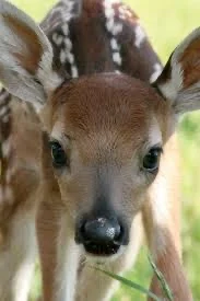 dangerous little faw