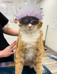 Catoru Meowjo