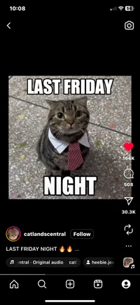 Last Friday NightCat