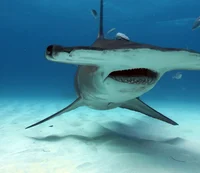 Hammerhead shark