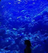 Aquarium Killer Sans