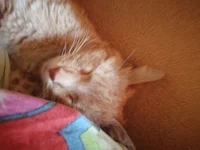 Котик рыжик