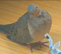 Mourning dove