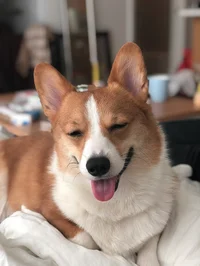 Corgi