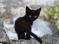 Shadow the Kitten