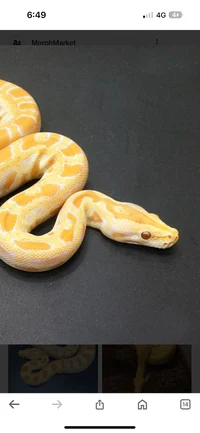 Ablino Burmese Snake