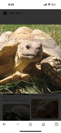 Sulcata Tortoise