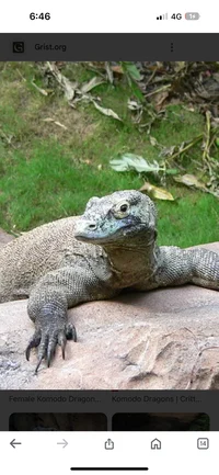 Female Komodo Dragon