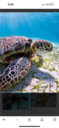 Sea Turtle