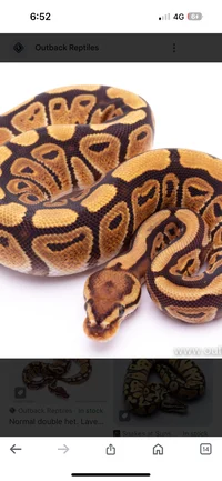 Female Python
