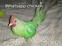 Whatsapp chicken