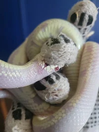 KingSnake