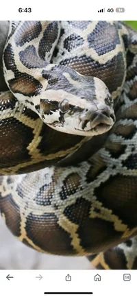 Burmese Python