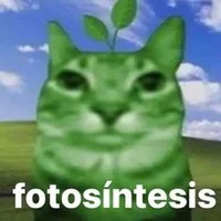 photosynthesis cat