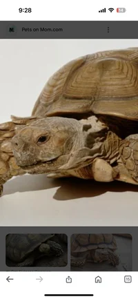 Female Tortoise