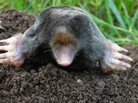Mole