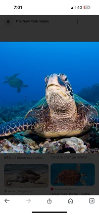 Female Sea Turtle