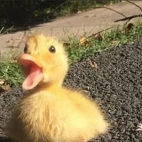 pet duck adam