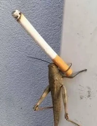 grasshopper smoking