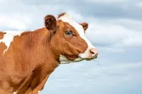 cow
