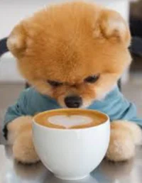 Jiff Pom Pom