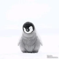 Little Penguin