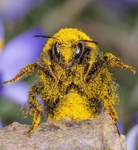 -honeybee x wasp-