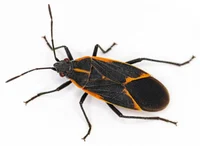 boxelder bug
