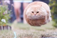 Heilcopter Cat