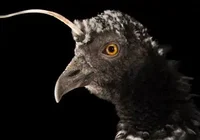 Horned Screamer