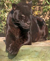 PANTHER - Kuma