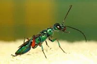 emerald jewel wasp