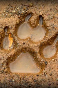 A Wolfs Pack