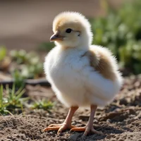 Chick