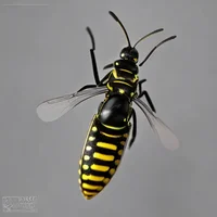 Tickle wasp 