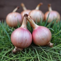 Onion