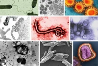 Enfermedades Letales