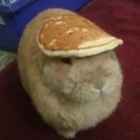 Bunny with a pancake